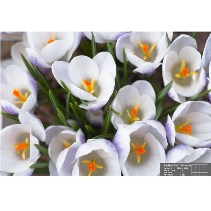 Фотообои К-057 «Утренняя весна» (16 листов), 280 × 200 см в компании "Синоптик"